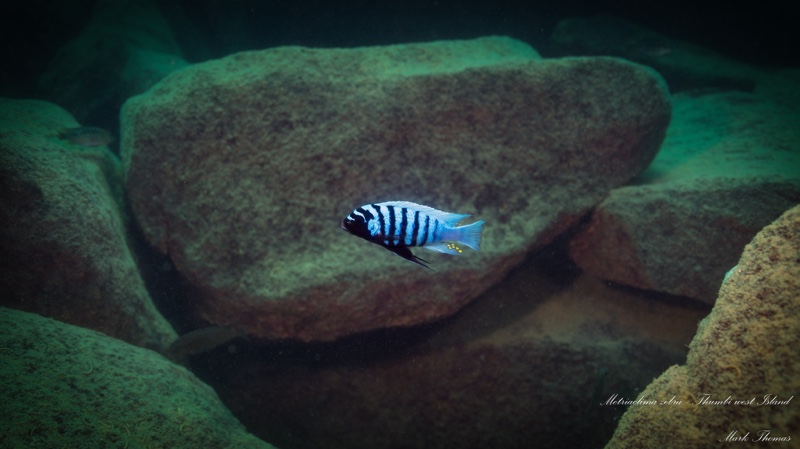 Maylandia zebra 'Thumbi West Island'